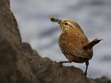 Wren (Troglodytes troglodytes)
