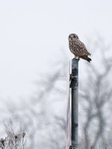 Short-eared Owl