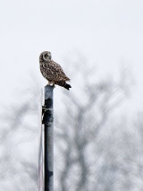 Short-eared Owl