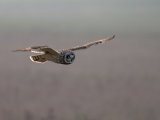 Short-eared Owl