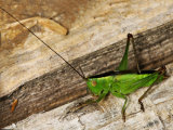 Short-winged Conehead