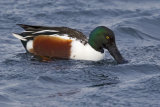 Shovelers