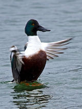 Shoveler