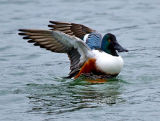Shoveler
