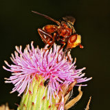 Sicus ferrugineus