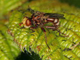 Sicus ferrugineus