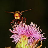 Sicus ferrugineus