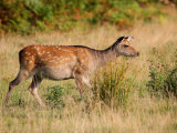 Sika Deer
