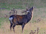 Sika Deer