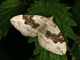 Silver-ground Carpet