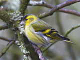 Siskin