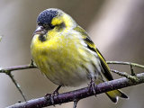 Siskin (Carduelis spinus)
