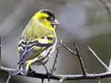 Siskin