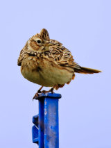 Skylark (Alauda arvensis)