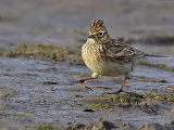 Skylark (Alauda arvensis)