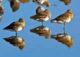 Black-tailed Godwit