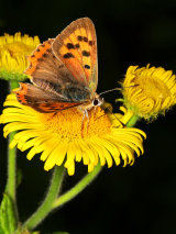 Small Copper (Lycaena phlaeas)