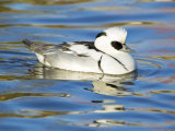 Smew