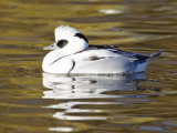 Smew