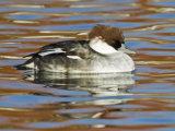 Smew