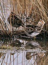 Snipe