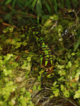Southern Hawker
