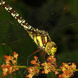 Southern Hawker