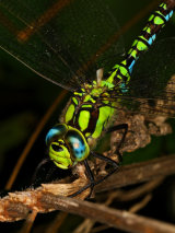 Southern Hawker