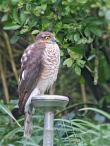Sparrowhawk