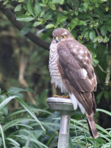 Sparrowhawk