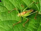 Speckled Bush-cricket