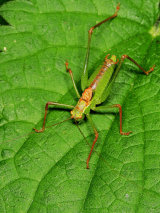 Speckled Bush-cricket
