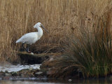Spoonbills