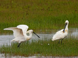 Spoonbill
