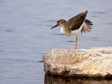 Spotted Sandpiper