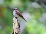Spotted Flycatcher