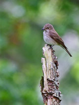 Spotted Flycatcher (Muscicapa striata)