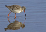 Spotted Redshank