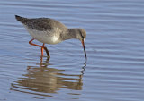 Spotted Redshank