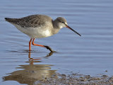 Spotted Redshank