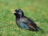 Starling (Sturnus vulgaris)