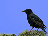 Starling (Sturnus vulgaris)