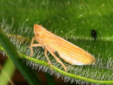Stenocranus minutus