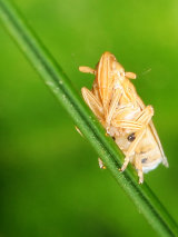 Stenocranus minutus