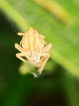Stenocranus minutus