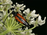 Stenurella melanura