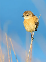 Stonechat (Saxicola torquata)