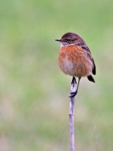 Stonechat (Saxicola torquata)