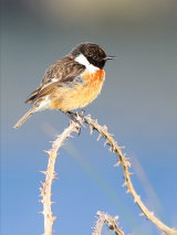 Stonechat (Saxicola torquata)
