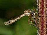 Striped Slender Robberfly